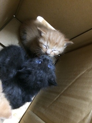 子猫騒動。。。汗